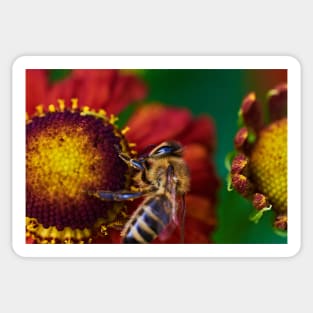 Bee on red flower Sticker